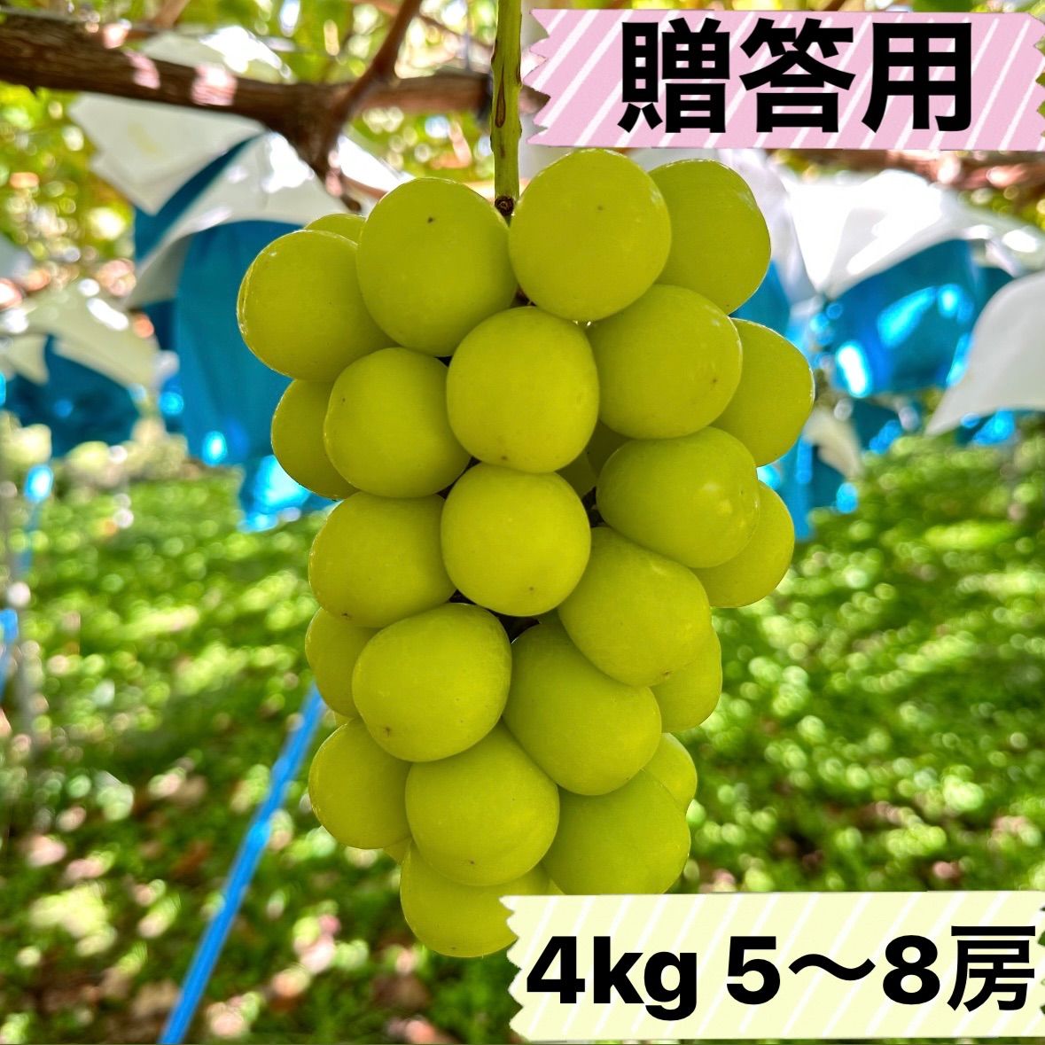 長野県産 シャインマスカット 4キロ