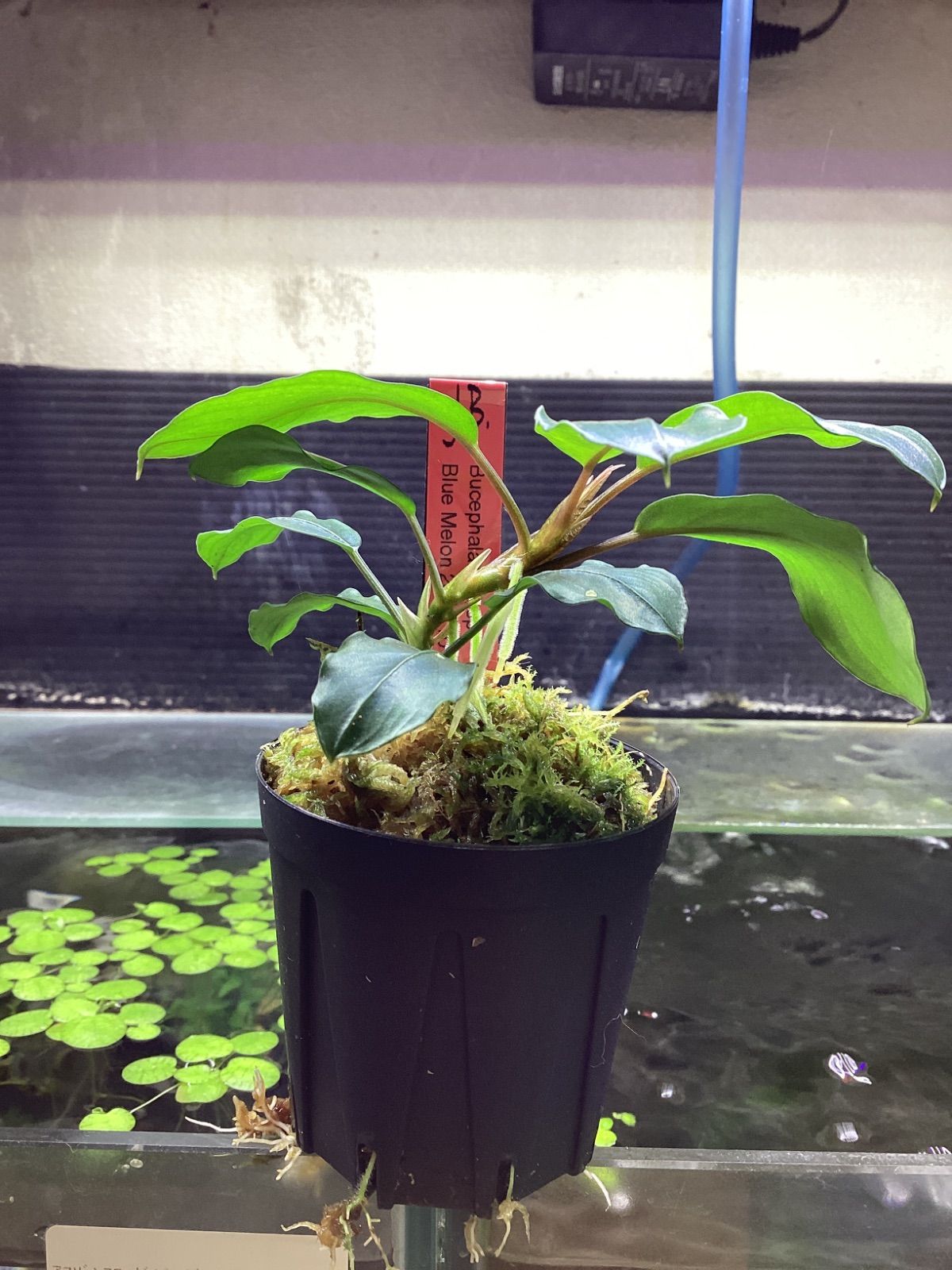 ブセファランドラsp.ブルーメロン JB Bucephalandra sp.Blue
