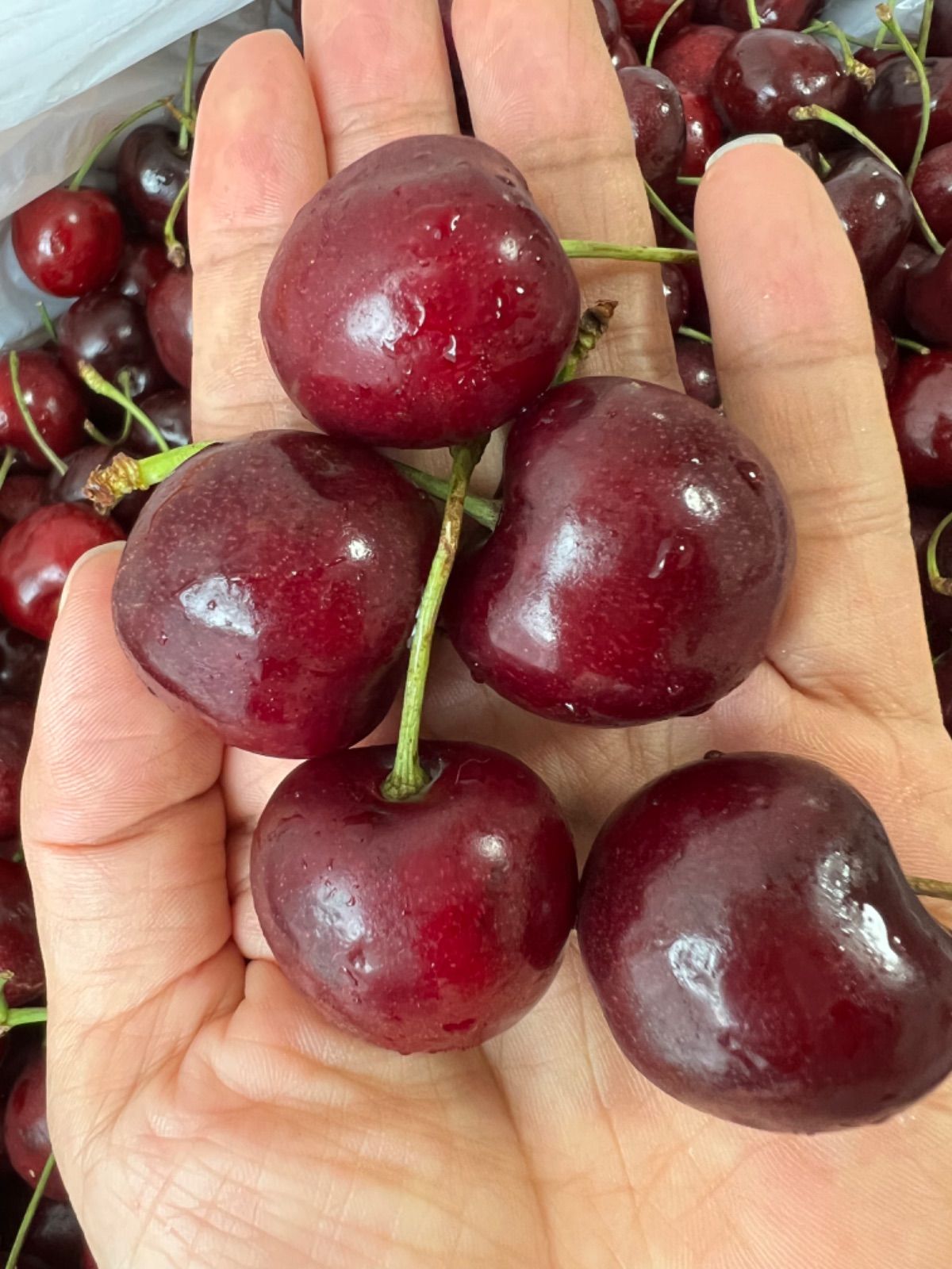 サイズ交換対象外 クール便発送！アメリカンチェリー (ネコポス箱込み1kg) 大粒 9.5R 通販 