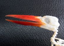 美！ジャワショウビン（Javan kingfisher）骨格標本 台座付き - メルカリ