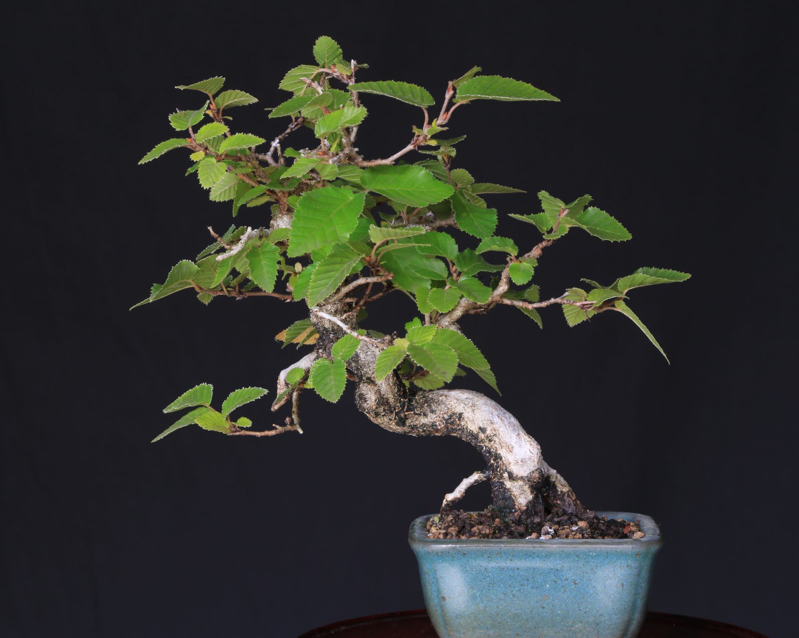 プレゼント ミニ盆栽