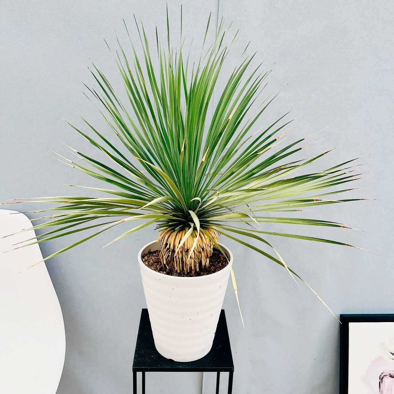 専用 特リピート割 ユッカロストラータ 太株 濃厚ブルー葉 (よ) 【公式