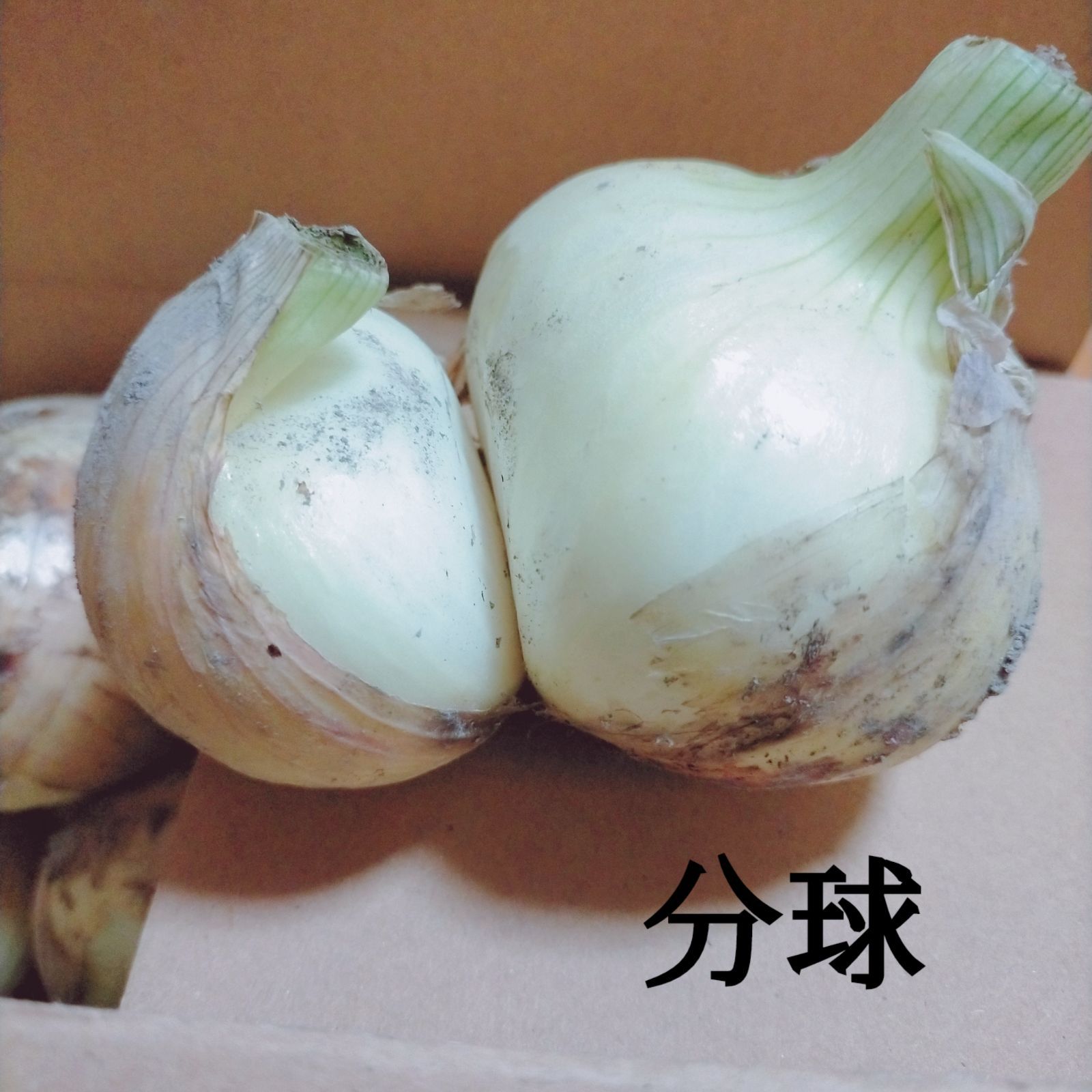 新玉ねぎ 訳あり10kg ⭐︎ - 野菜