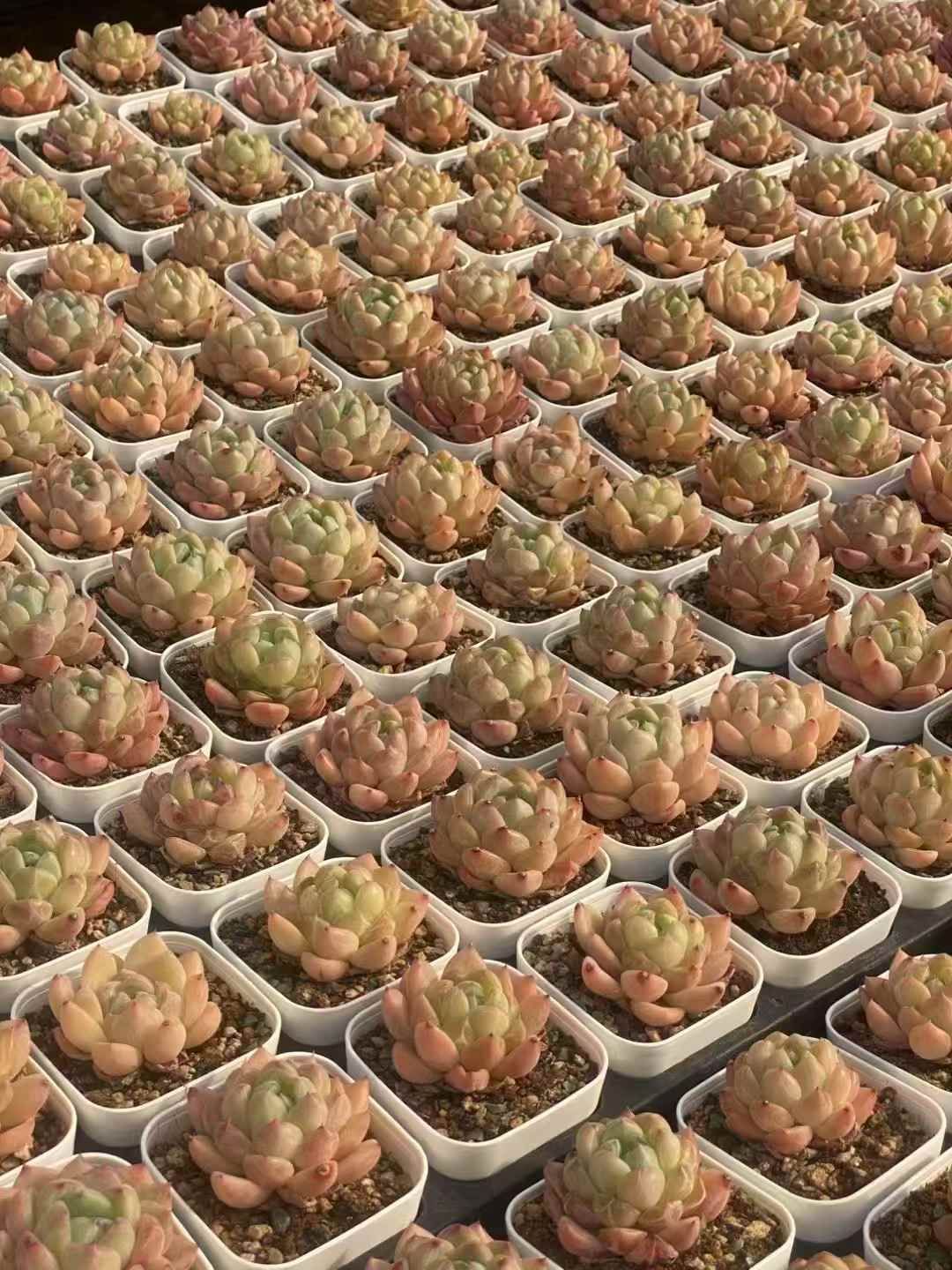 男*屋様 K1278　フェスティブス　50株　多肉植物 抜き苗 エケベリア 韓国 男*屋様 K1278 フェスティブス 50株 多肉植物 抜き苗 エケベリア 韓国