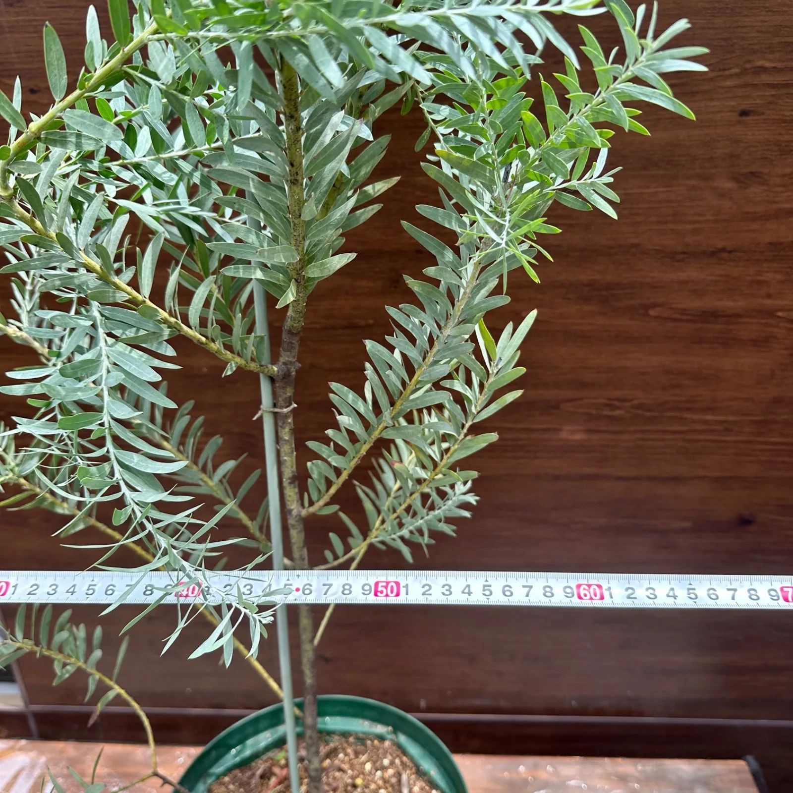 美株 シンボルツリー