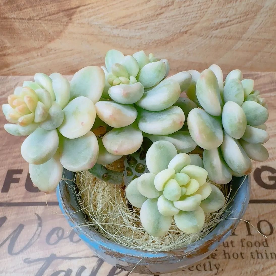 ロッティ錦 多肉植物 韓国苗 群生❣️ - メルカリ ロッティ錦 多肉植物 韓国苗 群生❣️ - メルカリ
