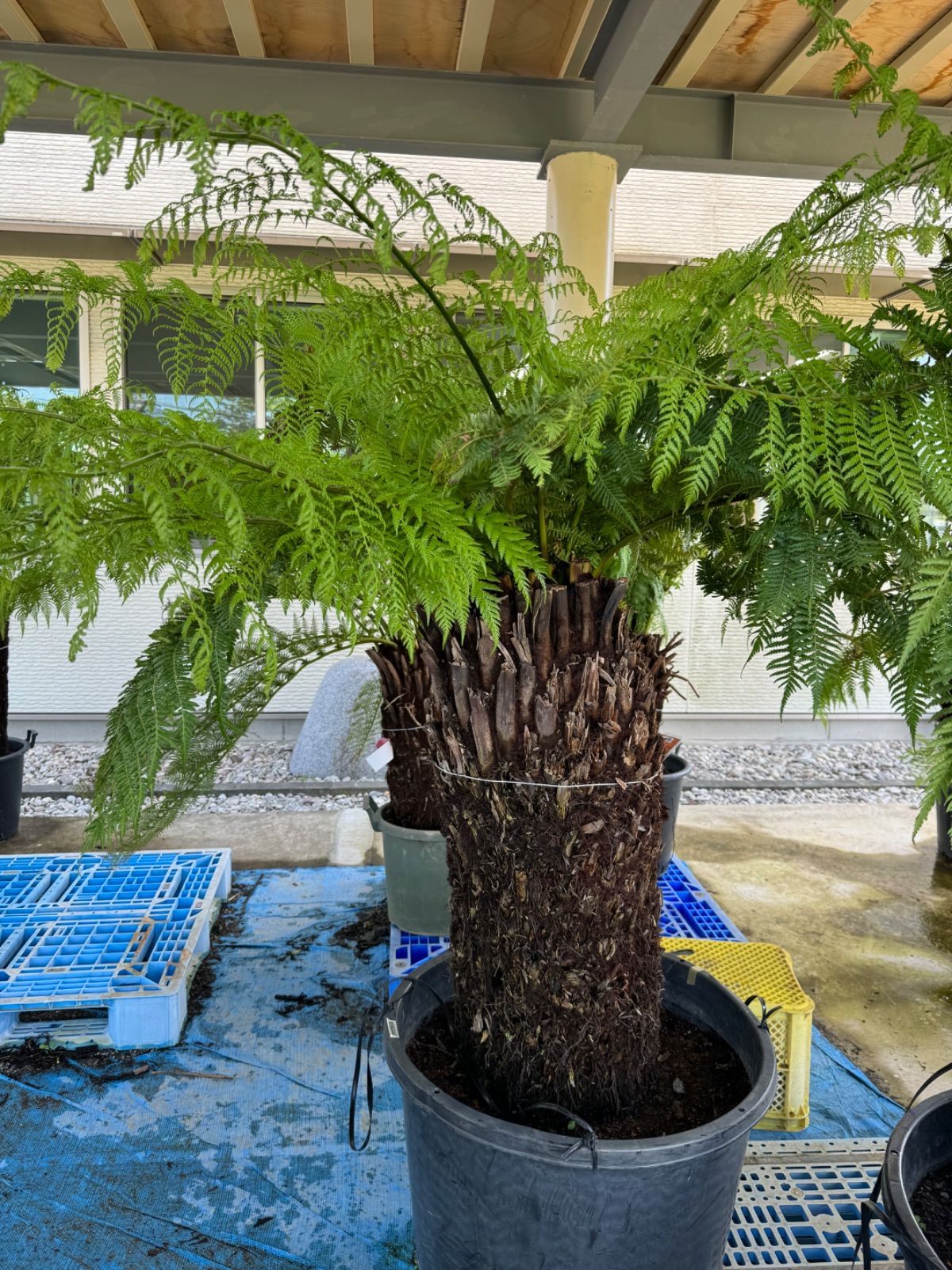 ディクソニア アンタルクティカ No.22 ディクソニア・アンタルクティカ