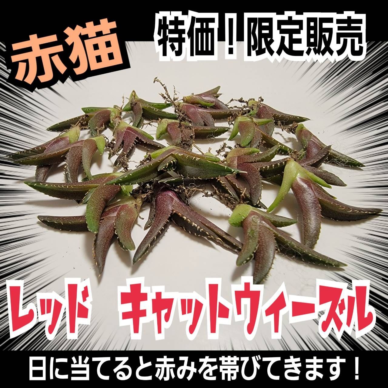 親株出品　アガベ　チタノタ　赤猫　レッドキャットウィーズル 多肉植物 アガベチタノタ レッドキャットウィーズル/赤猫 小株 14株 発根済