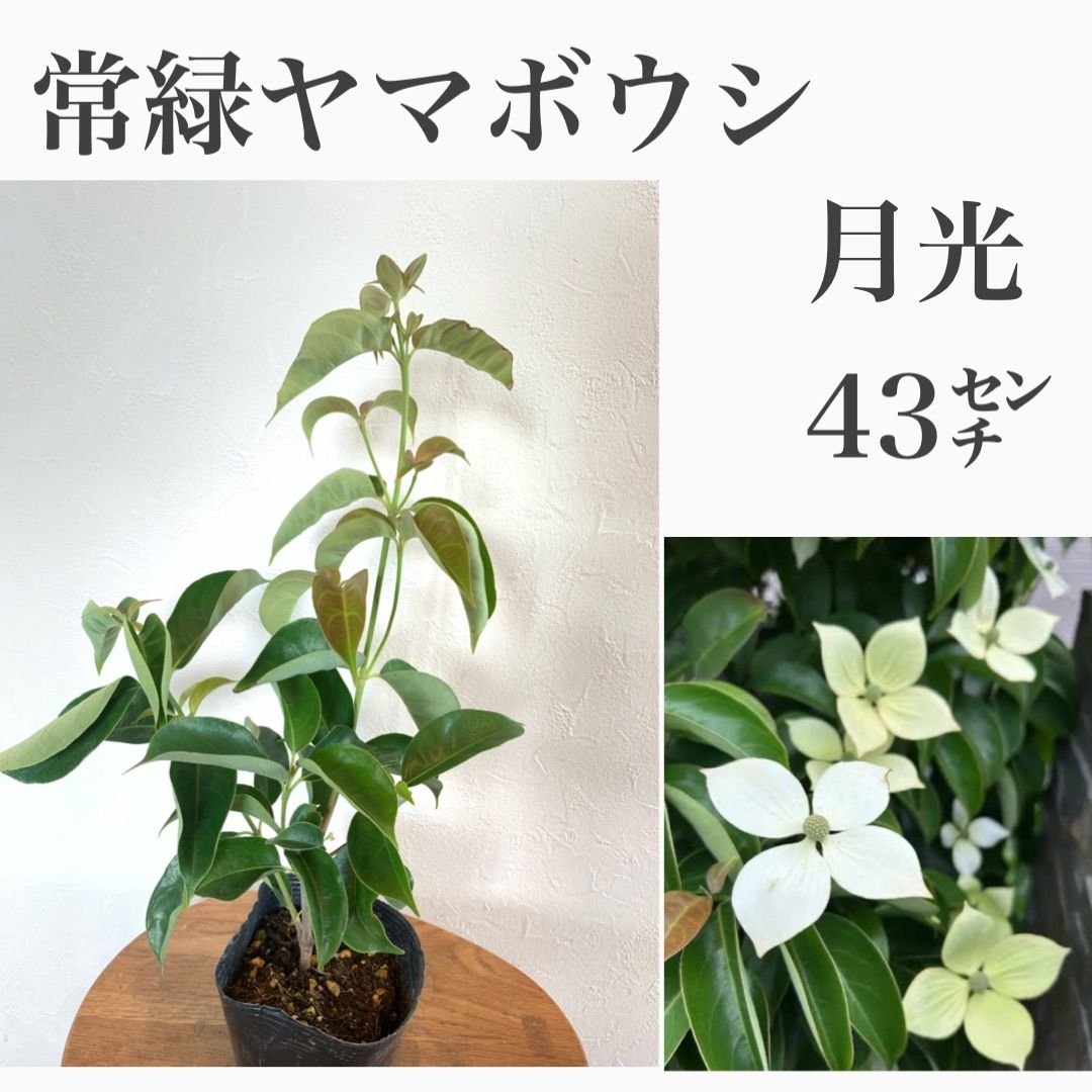 常緑ヤマボウシ 月光株立ち 286 常緑ヤマボウシ ホンコンエンシス