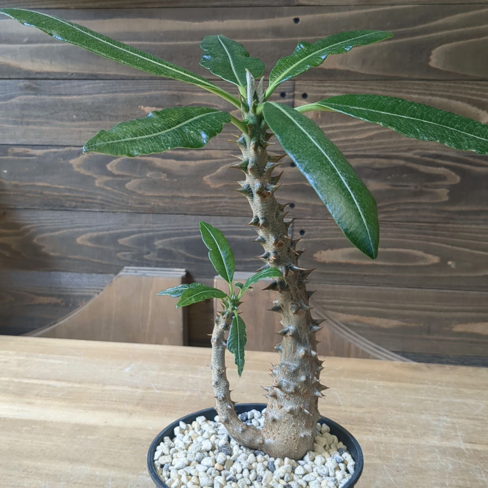 Flast Nursery | #Pachypodiumhybrid #Pachypodium#hybrid