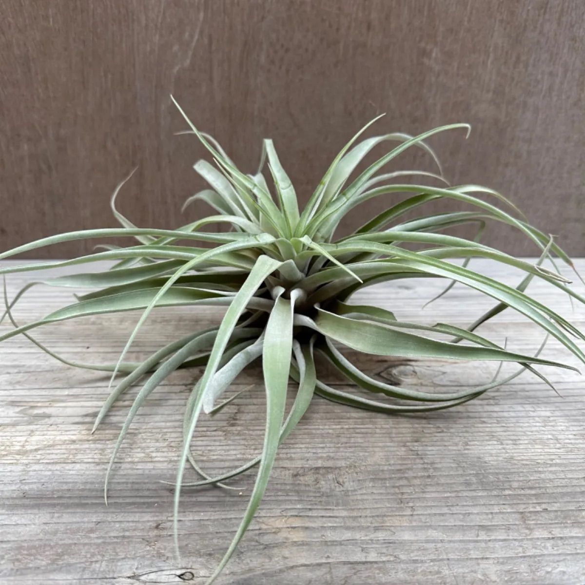 チランジア カピタータ①Tillandsia capitata ティランジア エア