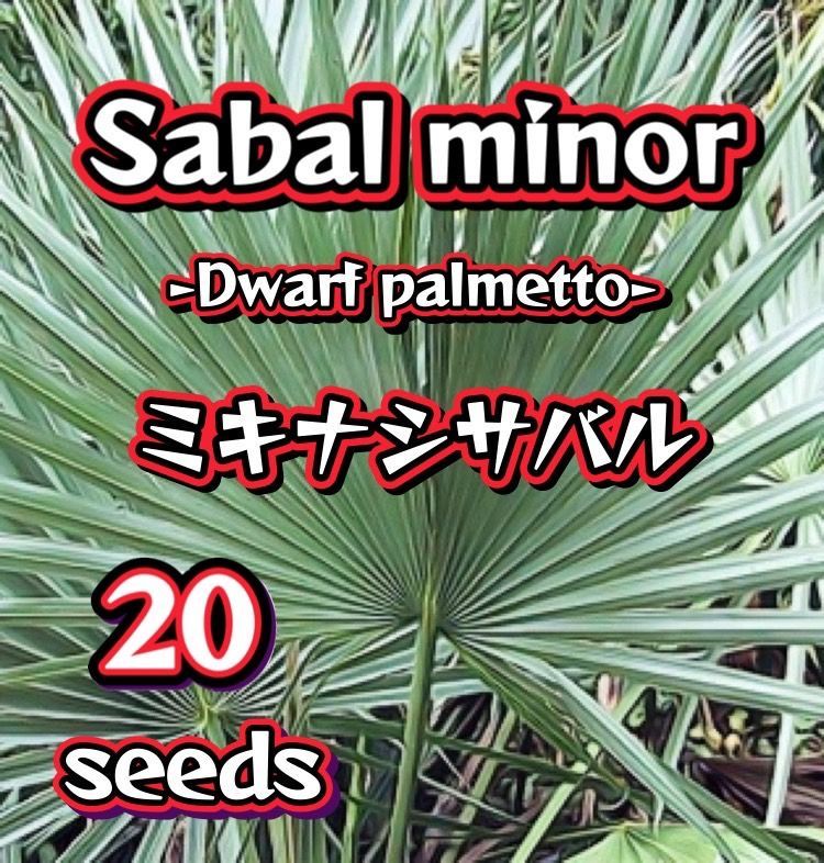 種】20粒 Sabal minor ミキナシサバル - PALM TREE STORE - メルカリ