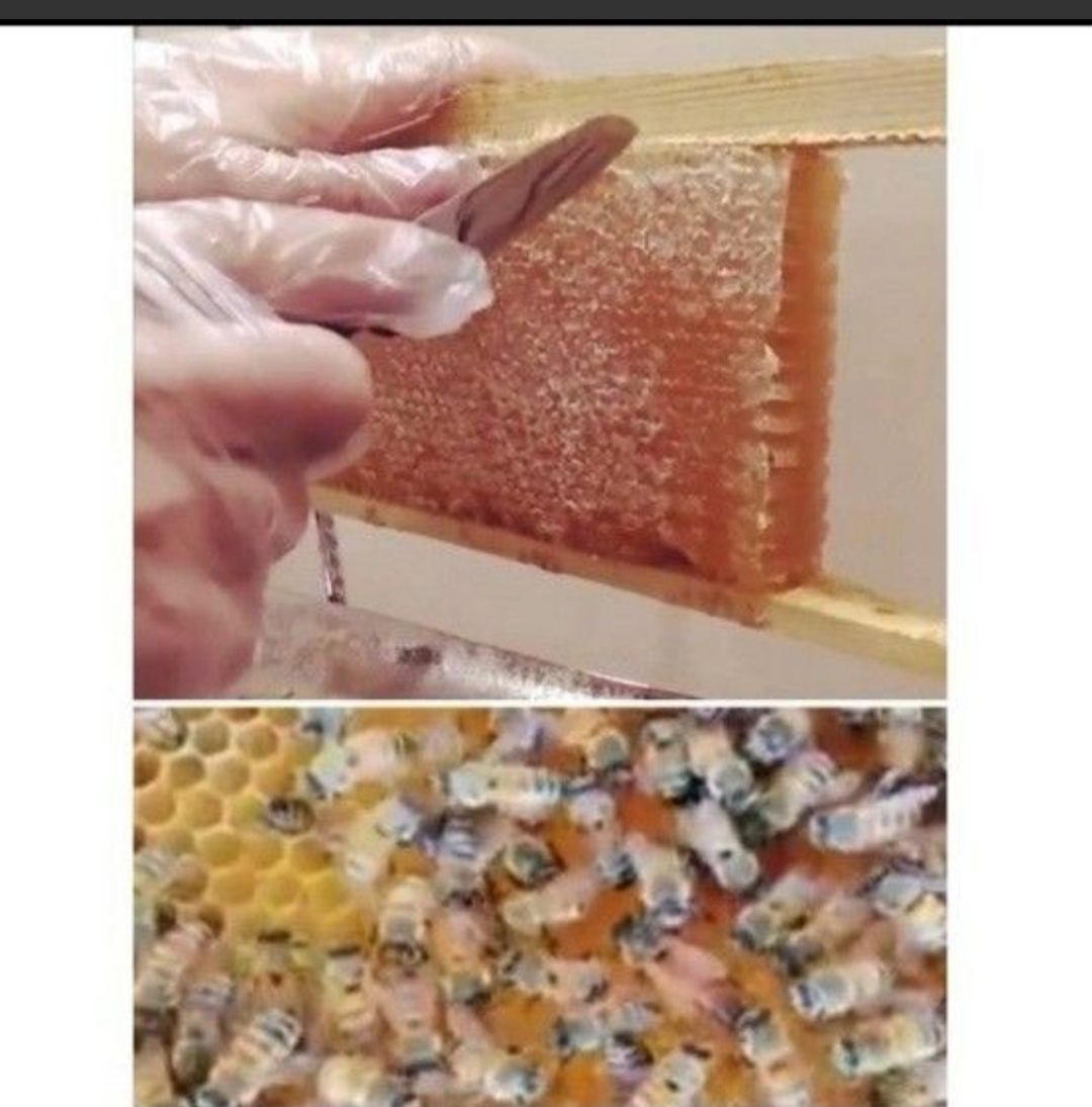 2.1kg. EU セール 認定350gx6個リンデンコムハニー巣蜜.生オーガニック