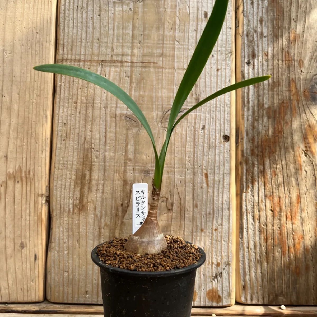 キルタンサス スピラリス - メルカリ