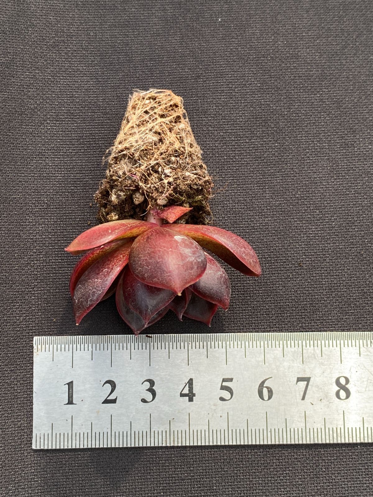 1910年 メキシコ ペソ銀貨 カバリート「独立の叫び」 1910年 メキシコ ペソ銀貨 カバリート「独立の叫び」 - メルカリ