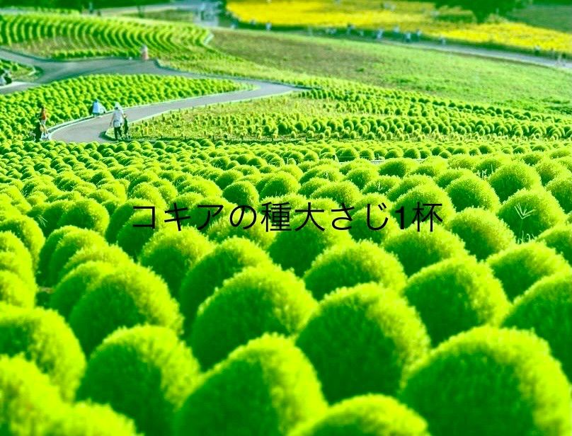 メルカリshops コキアの種大さじ1杯 ホウキグサ 1000粒以上