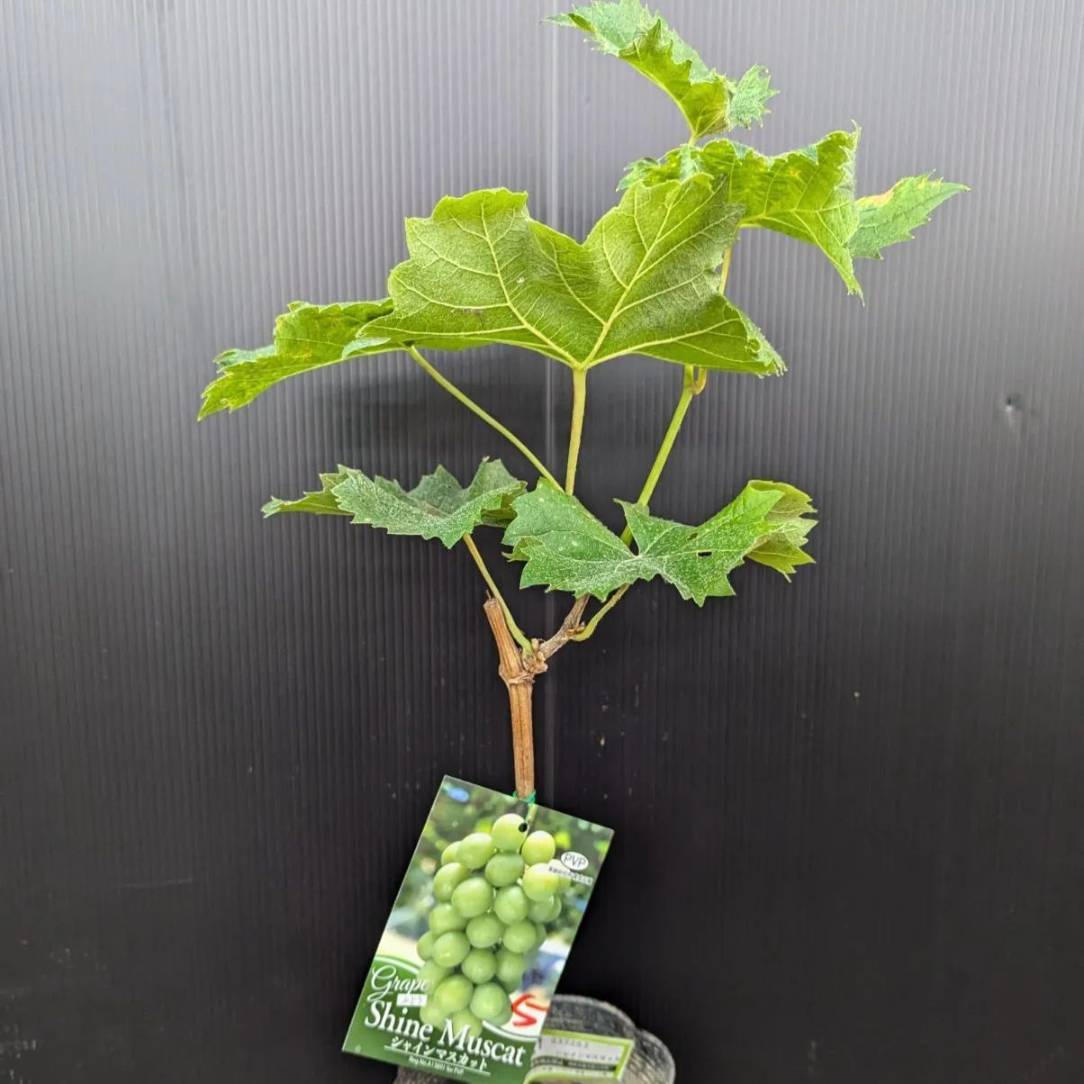 実付き苗 育成苗販売 ブドウ苗 シャインマスカット苗 早い者勝ち！‼️ 実付き苗 育成苗販売 ブドウ苗 シャインマスカット苗 早い者勝ち