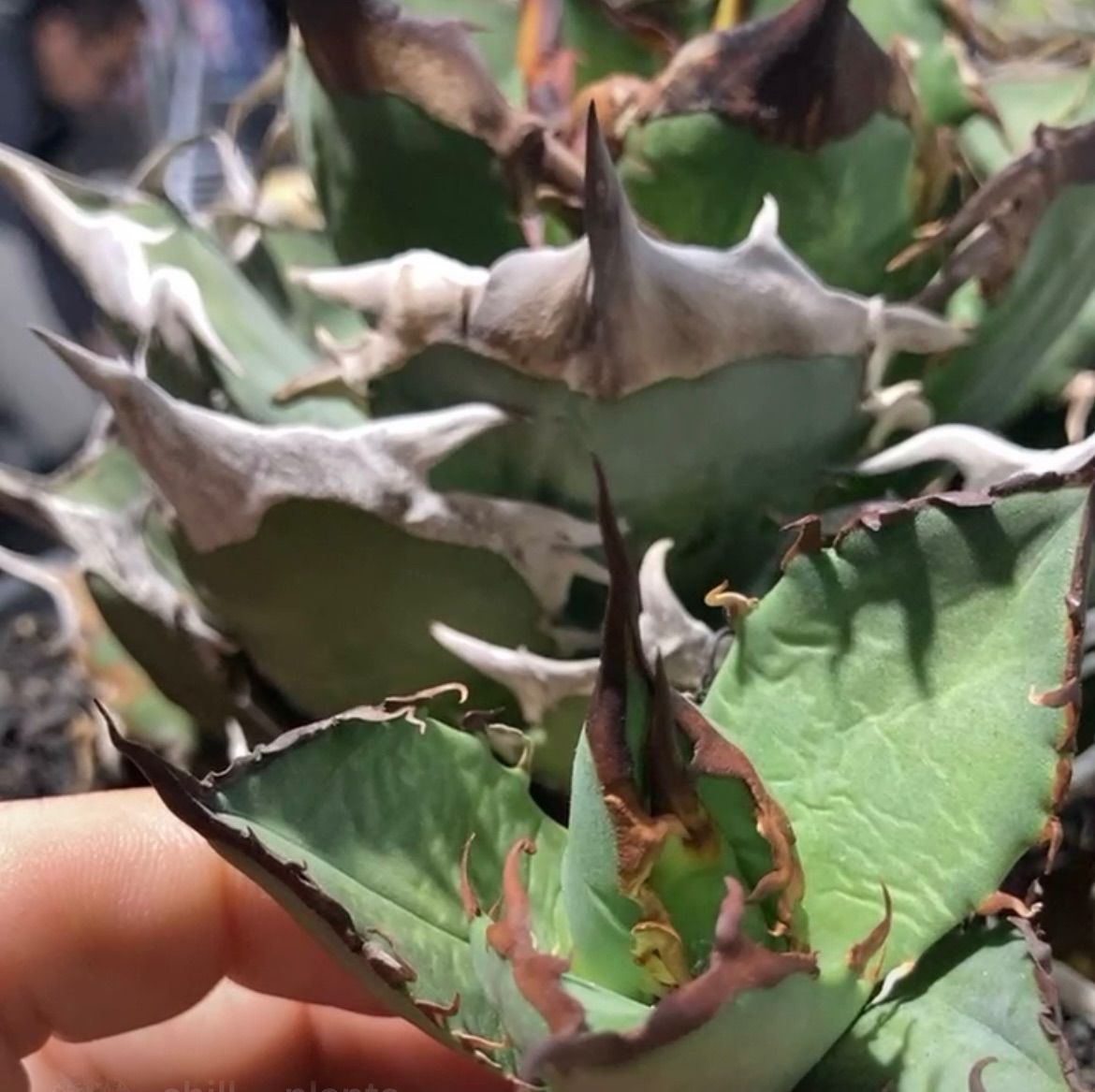 アガベ チタノタ 黒犀牛 - メルカリ