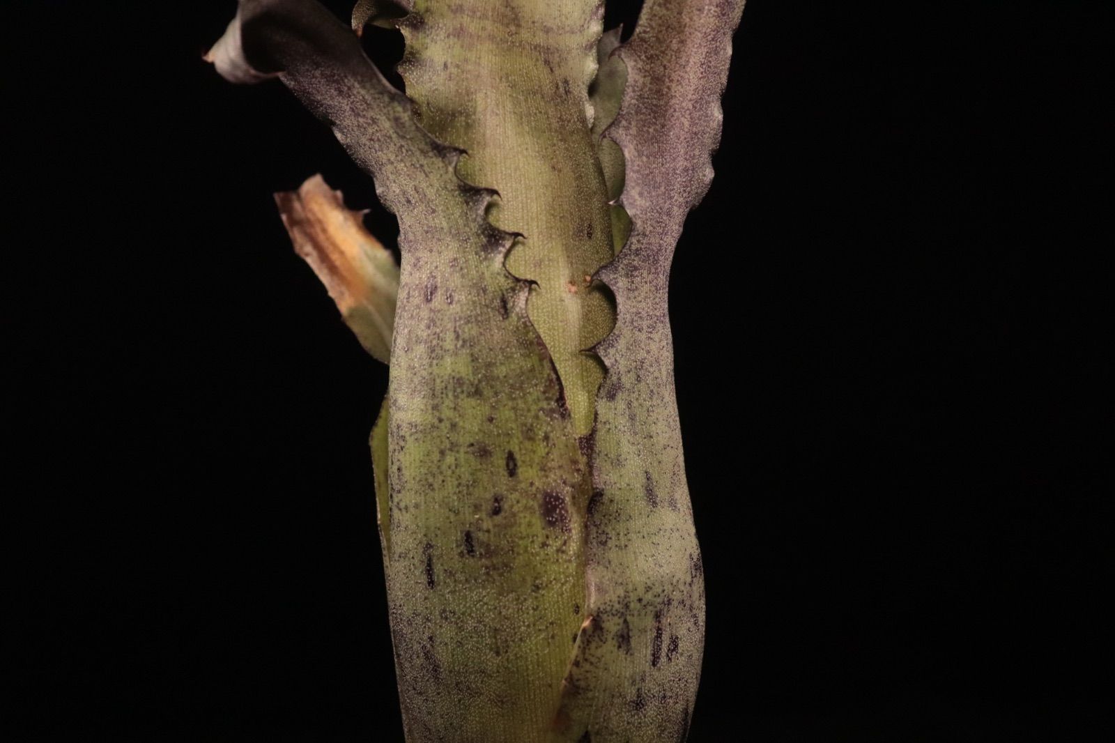 Hohenbergia EB #2023〔ホヘンベルギア〕現品発送H205 送料無料】Hohenbergia EB #2023〔ホヘンベルギア〕現品発送H205