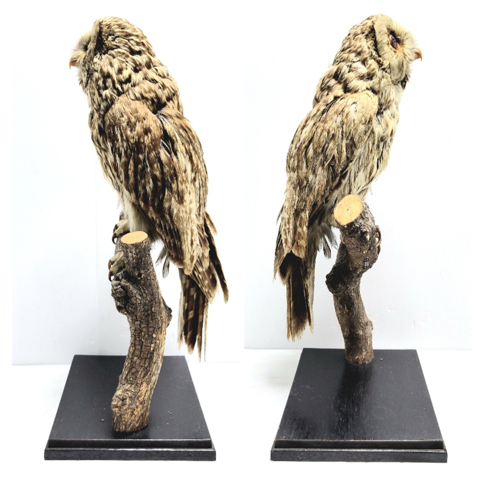 美品】フクロウの剥製 全長33cm - メルカリ