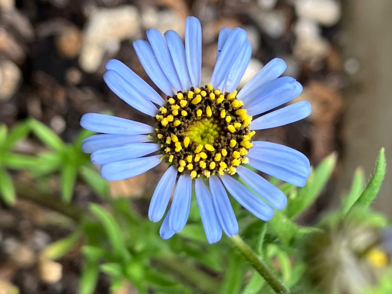 キングフィッシャーデージー20粒 - メルカリ