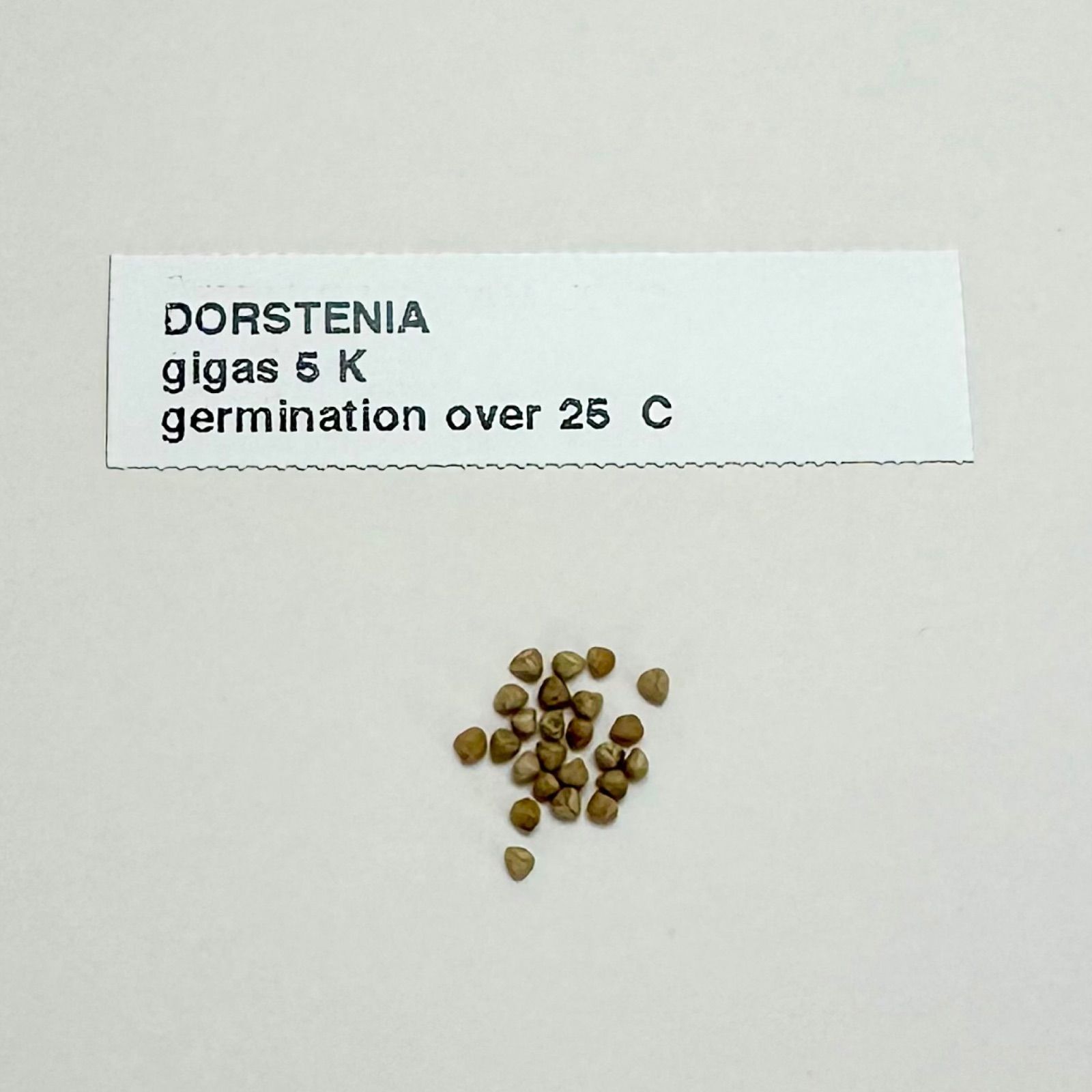 種子ドルステニア ギガス 種子5粒