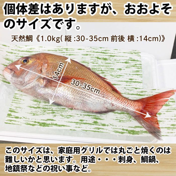 活〆 天然鯛 真鯛 瀬戸内海産 《1.0kg前後(縦:30-35cm前後 横:14cm)》 冷蔵便 尾頭付き 刺し身 お祝い 尾頭付き 真鯛  お食い初め 入学 卒業 祝い事 （冷蔵便） - メルカリ