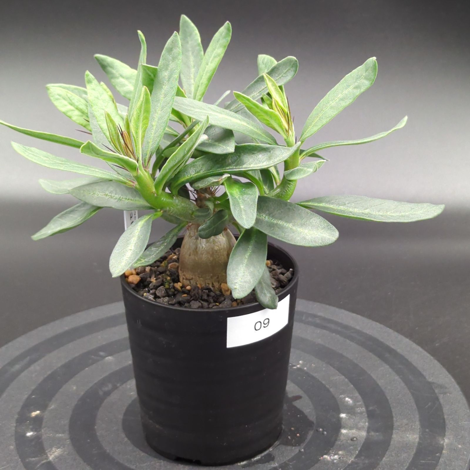 パキポディウム・サキュレンタム (実生株) - メルカリ