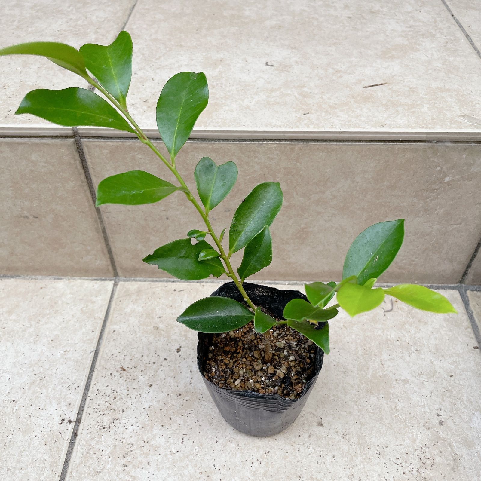 植物/本榊 挿し木苗（毎週月曜日発送：1月12日・19日の週は祝日と