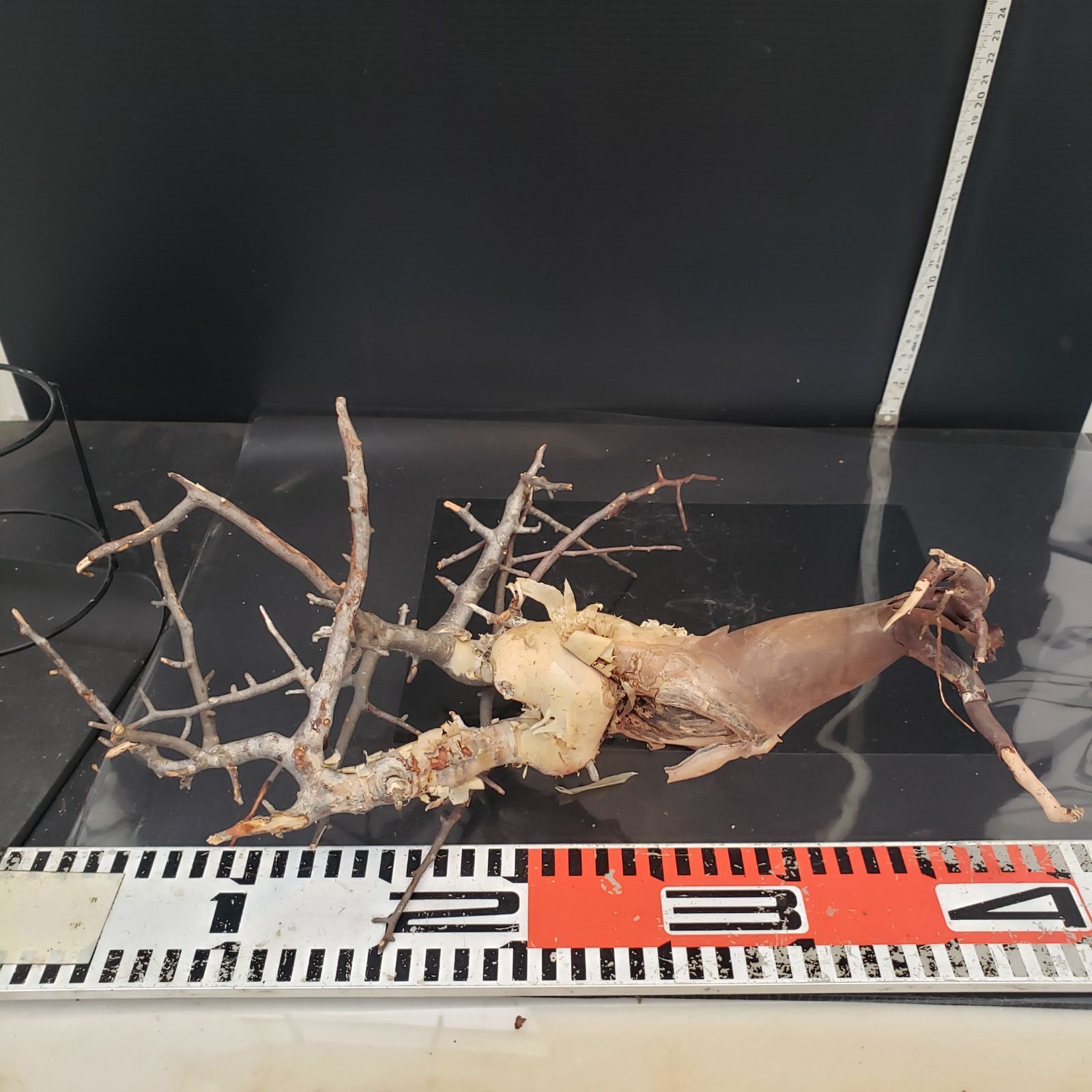 コミュフォラ カタフピュア