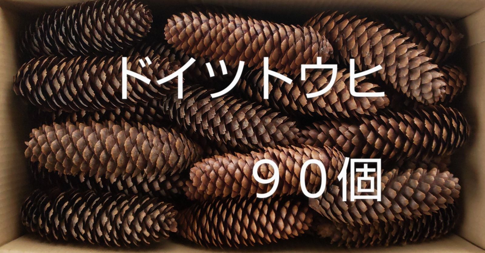 ドイツトウヒ(90個) 松ぼっくり 自然 素材 工作 オーナメント 送料無料