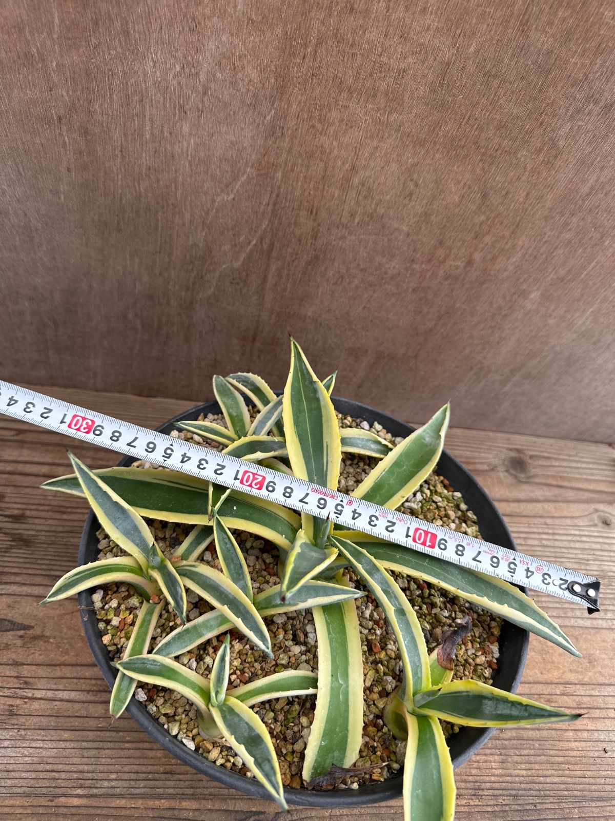 珍奇植物