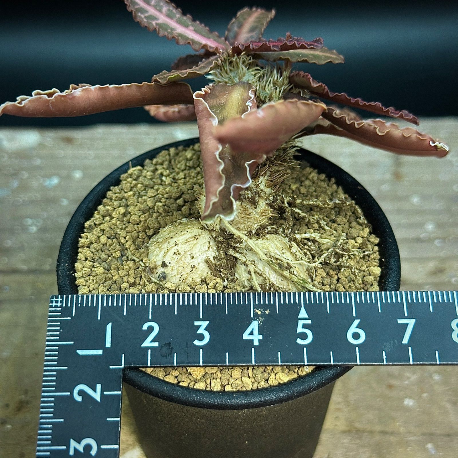 ユーフォルビア フランコイシー 実生 抜き苗で発送 - メルカリ ユーフォルビア フランコイシー 実生 抜き苗で発送 - メルカリ