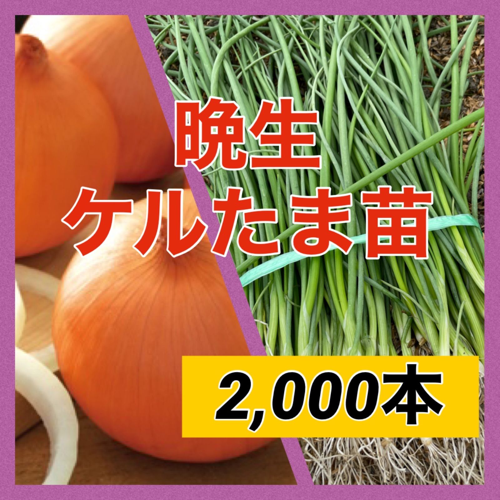 晩生種2,000本‼️ケルタマ玉ねぎ苗‼️３月ごろまで貯蔵可能‼️ - 丹波