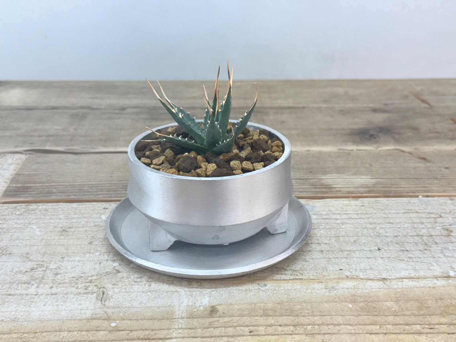 特大 アガベ ユタエンシス エボリスピナ 現地球 アガベ ユタエンシス