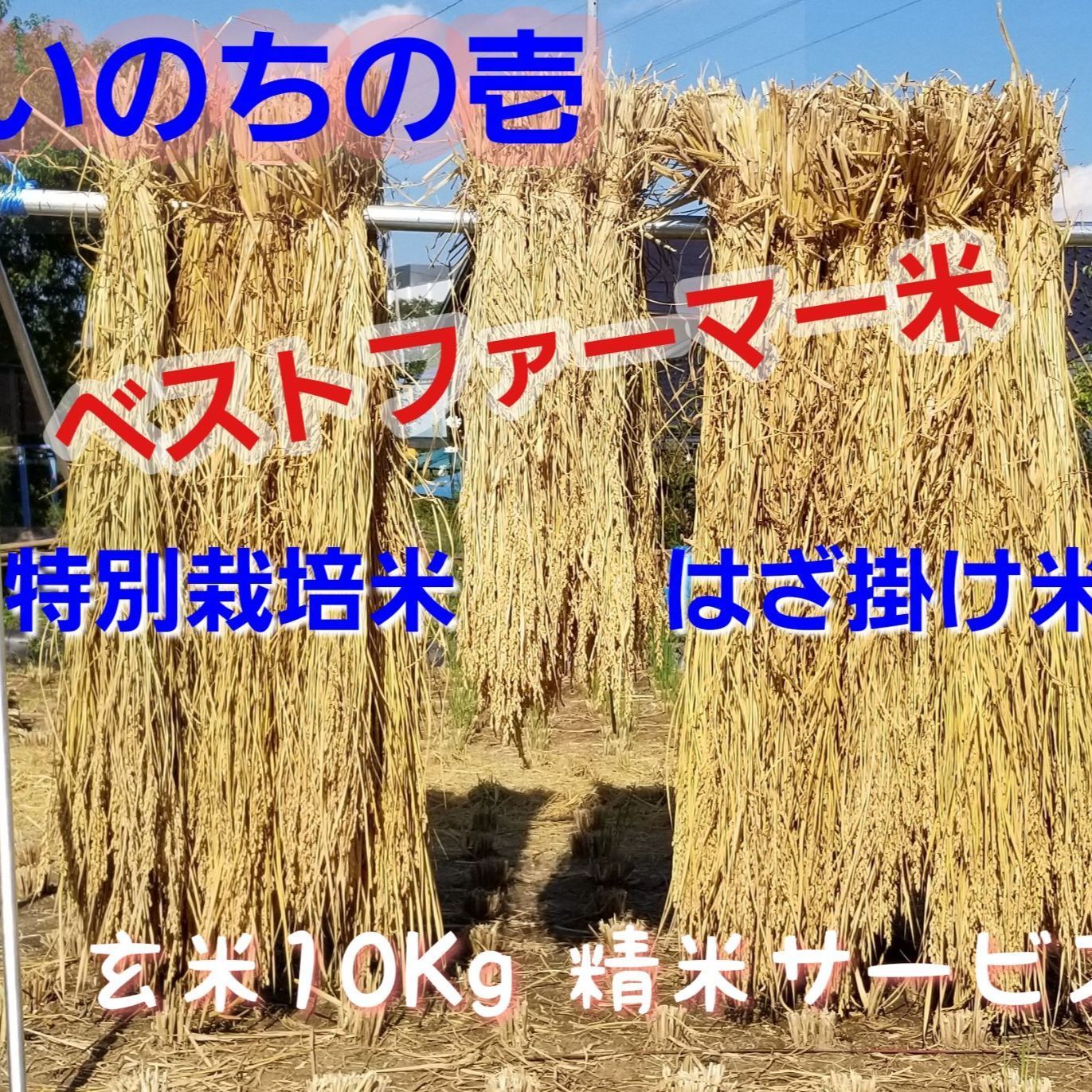 令和5年長野県産 いのちの壱 特別栽培米 はざ掛け米 玄米10Kg