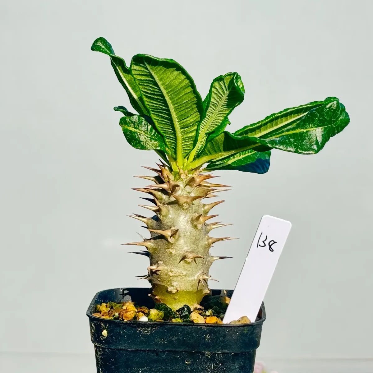 パキポディウム アンボンゲンセ138 - メルカリ