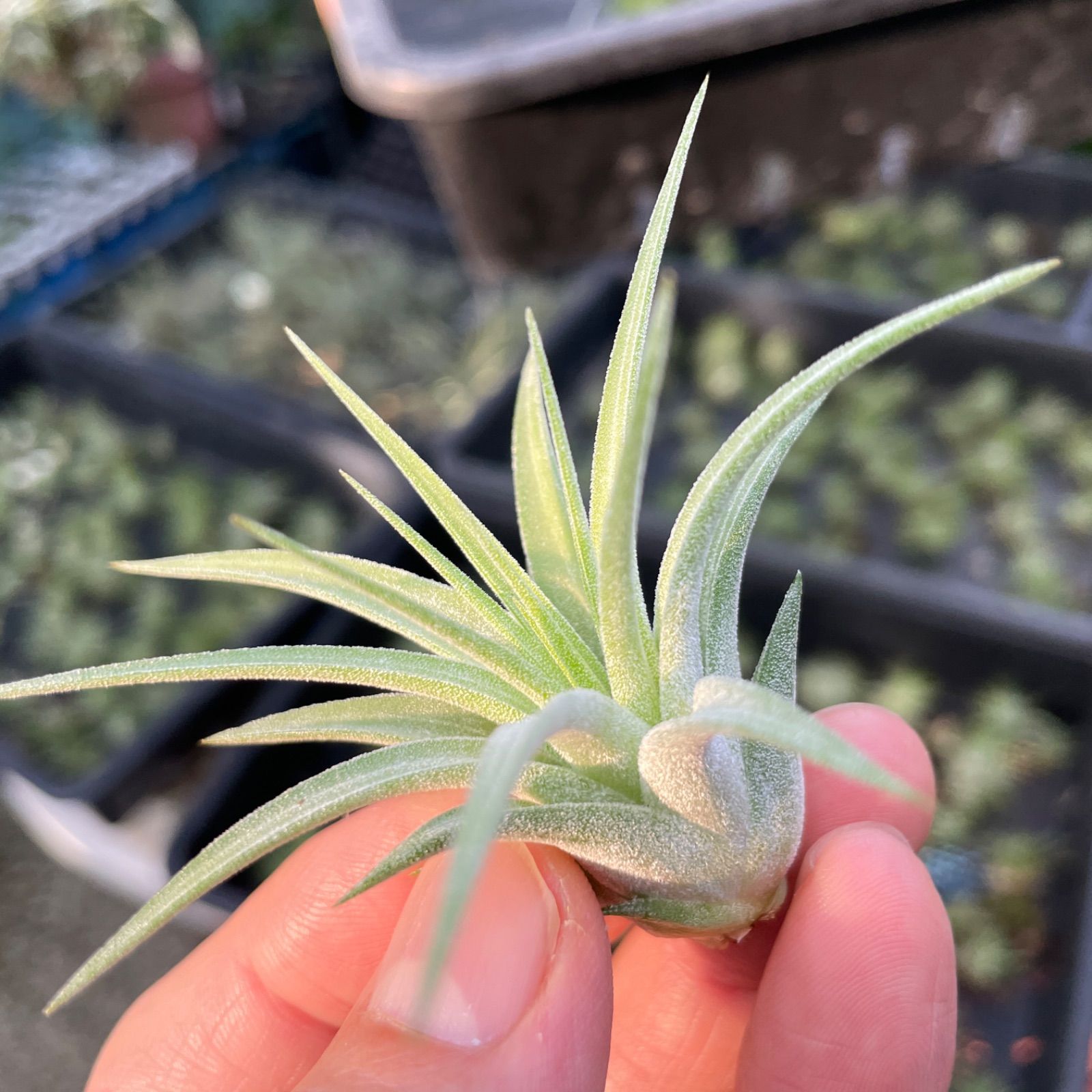 チランジア　イオナンタ　マキシマ　アルビノ　クランプ イオナンタ マキシマ アルビノ Tillandsia ionantha var. maxima
