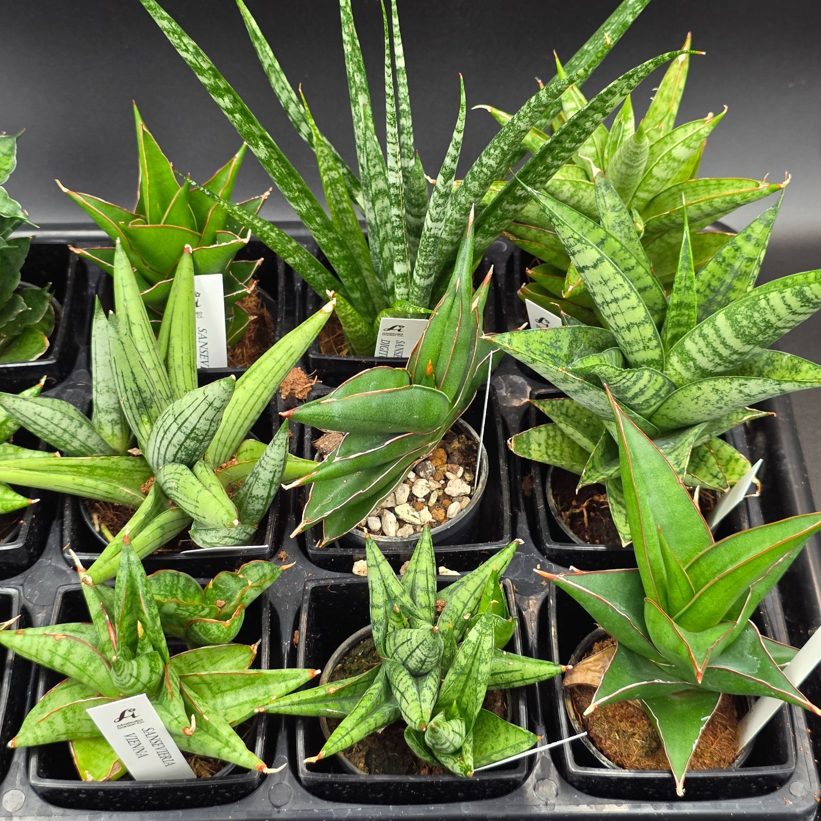 サンスベリア 希少種12品種アソートセット - メルカリ