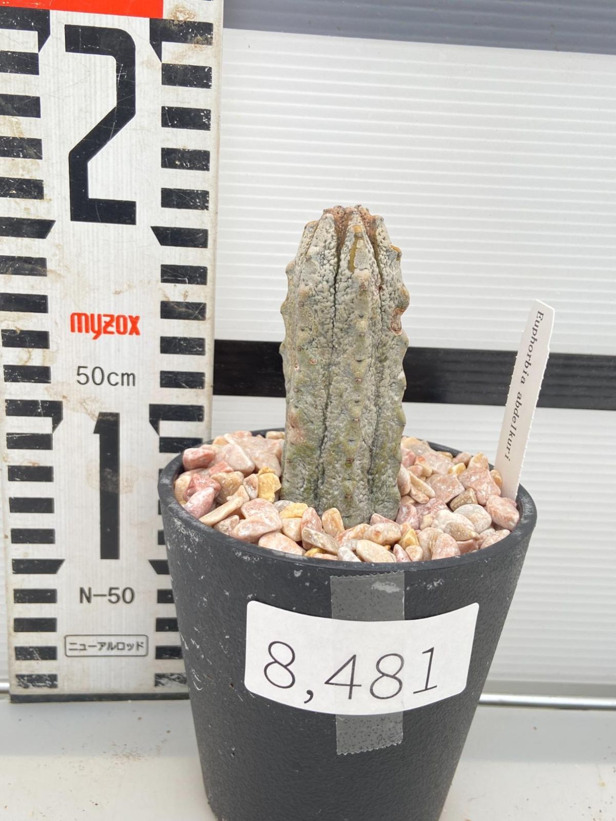 8481 「多肉植物I」ユーフォルビア アブデルクリ 植え【接ぎ木・Euphorbia abdelkuri・購入でパキプス種子プレゼント】 - メルカリ