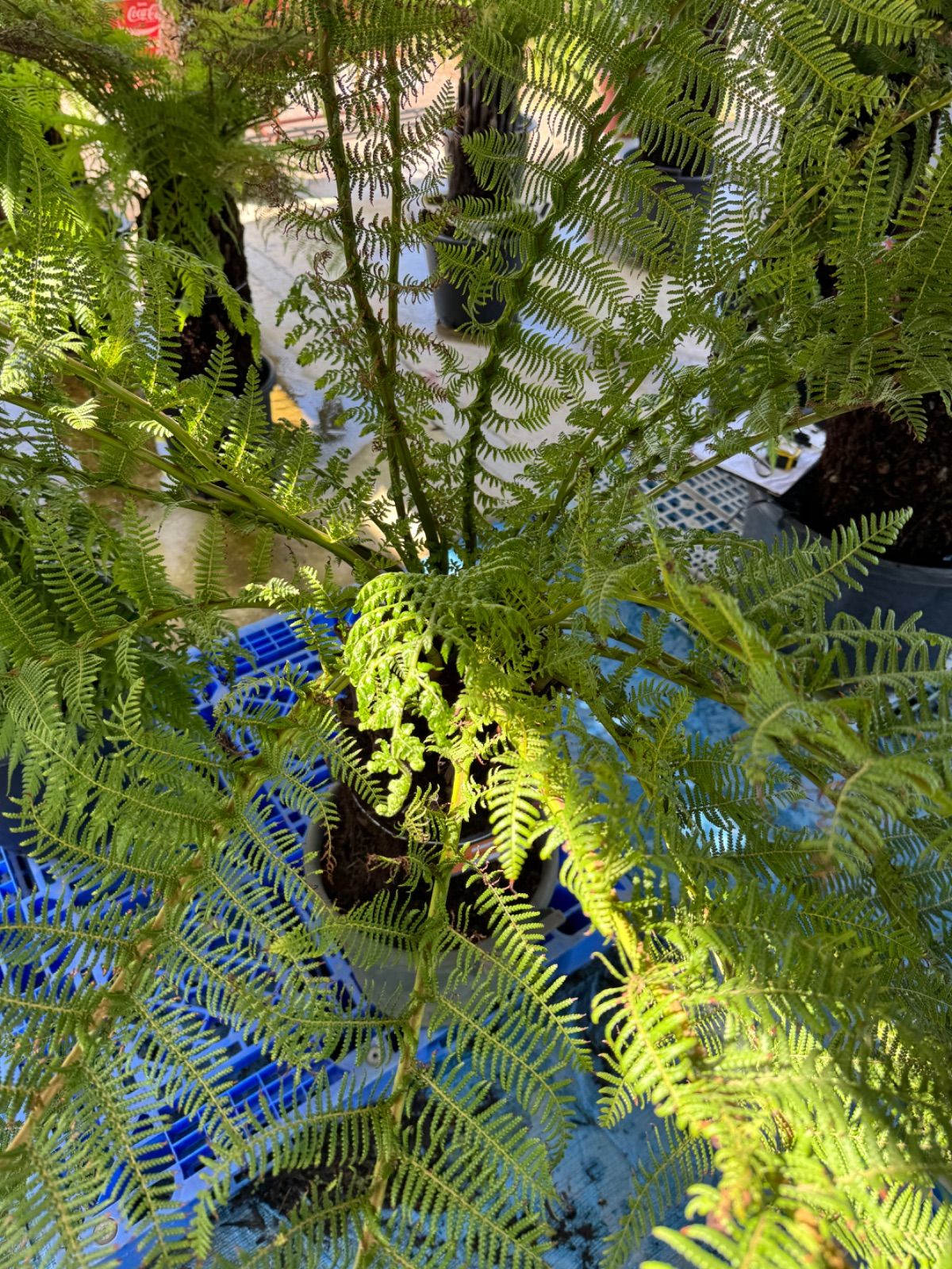 ディクソニア アンタルクティカ No.17 - メルカリ