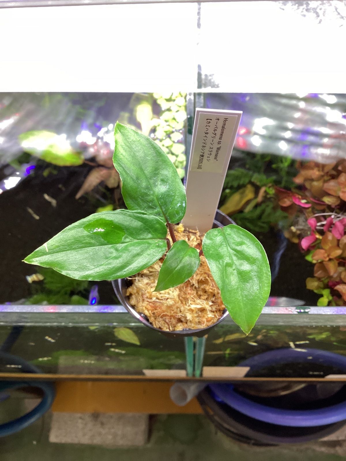 Homalomena sp. Manase” オーバルグリーン スラウェシ