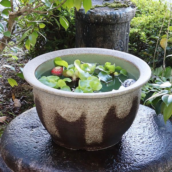 信楽焼 メダカ鉢 睡蓮鉢 水鉢 直径22cm