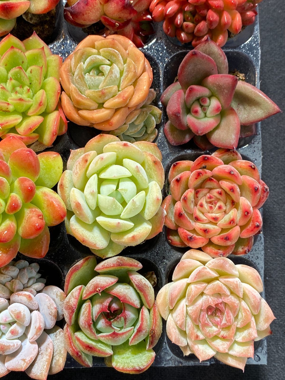 新発売 LL1027 ピンクムーン 105苗セット 多肉植物 土と根付き