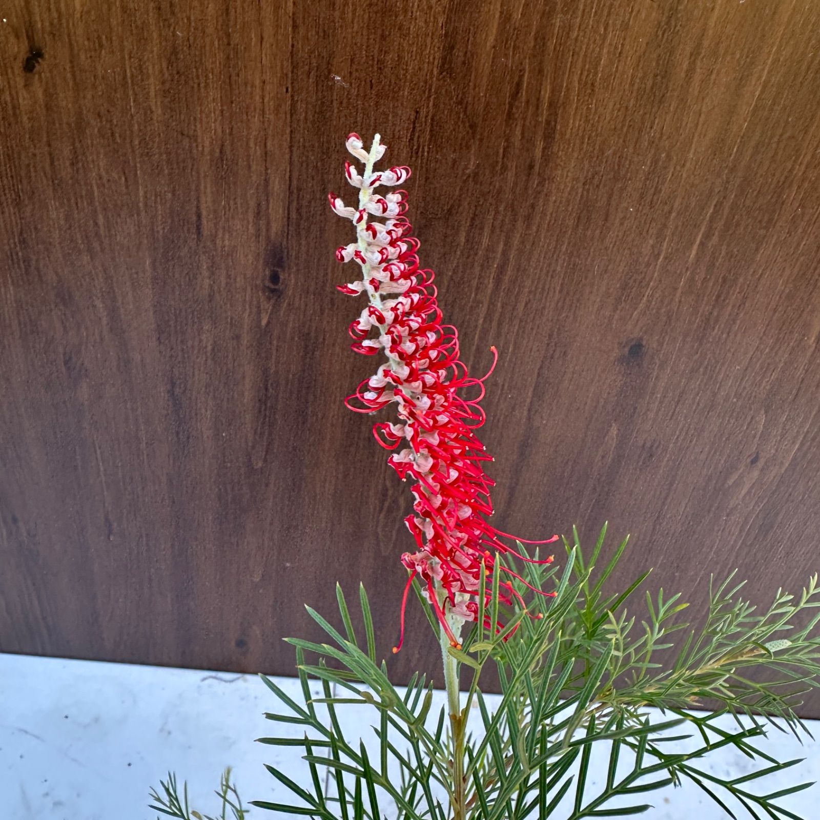 現品】④ グレビレア キングスセレブレーション 4号 蕾複数 開花中