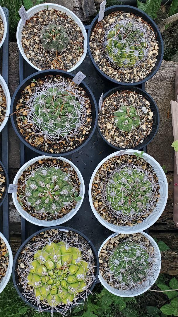 ギムノカリキウム　サグリオニス　&　ゼガラエ　FNつき　25種類セット ギムノカリキウム サグリオニス & ゼガラエ FNつき 25種類セット