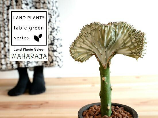 観葉植物 ユーフォルビア（マハラジャ：白） 黒色 モスポット