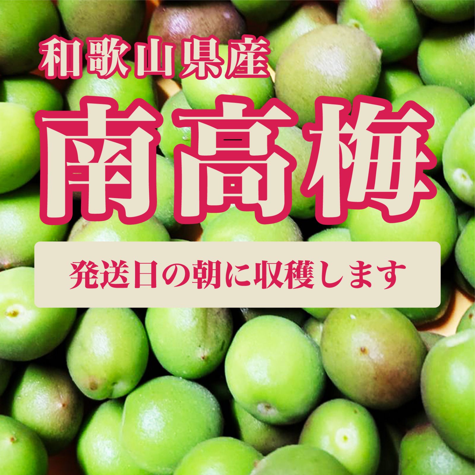 発送日の朝に収穫】南高梅 2㎏ 和歌山県産 なんこうばい なんこううめ