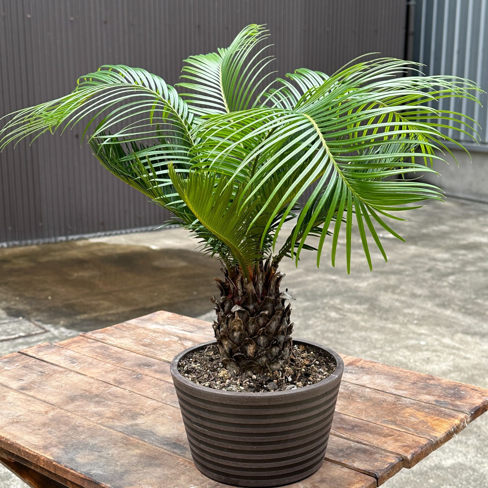 蘇鉄 獅子頭 ソテツ 観葉植物