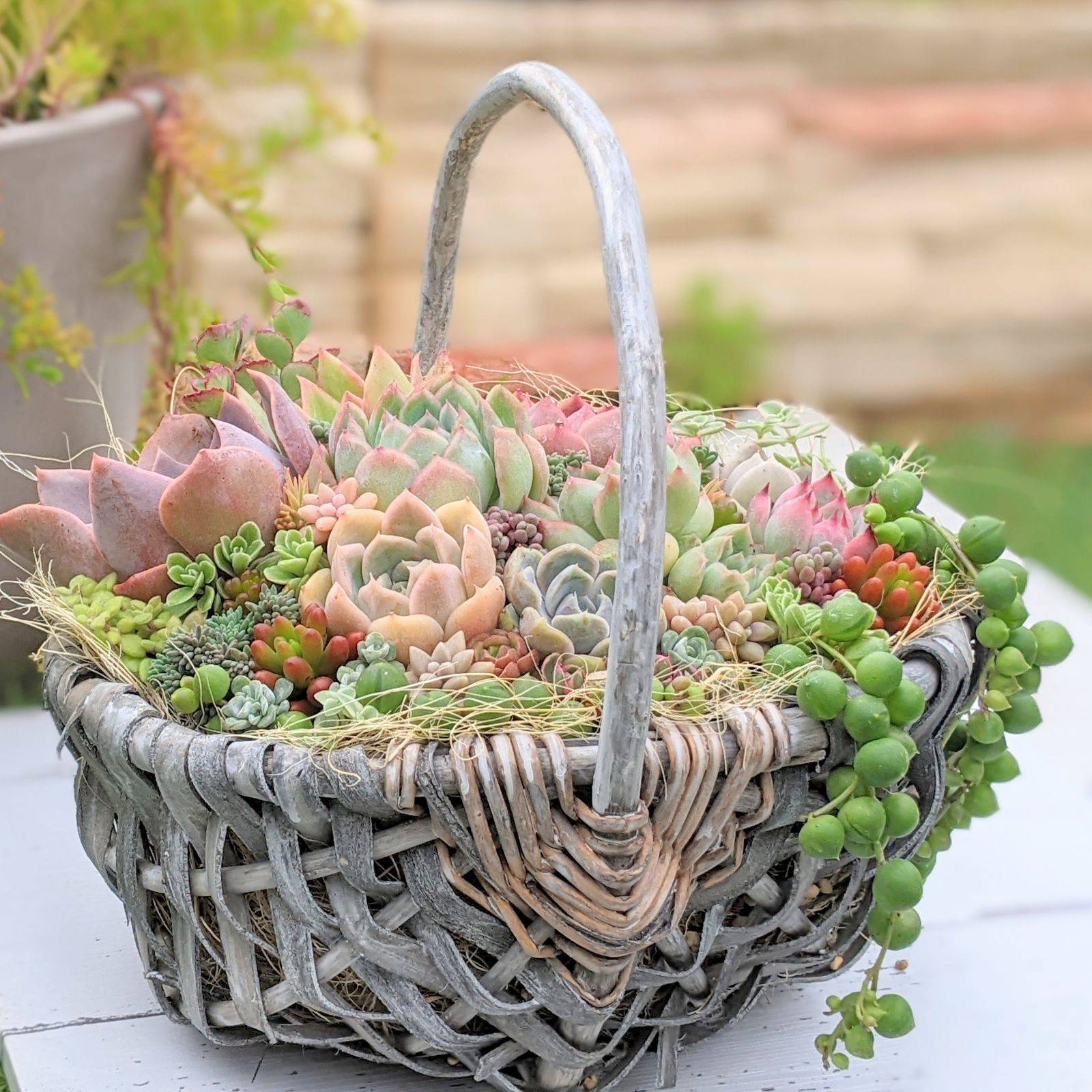 可愛い寄せ植え 多肉植物寄せ植え ブリキポット サンドピンク